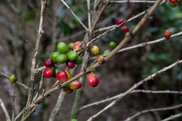 Costa Rica red and green coffee berries