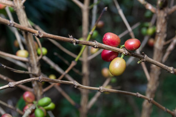 Costa Rica red and green coffee berries