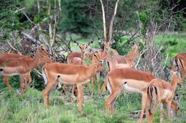 springbock