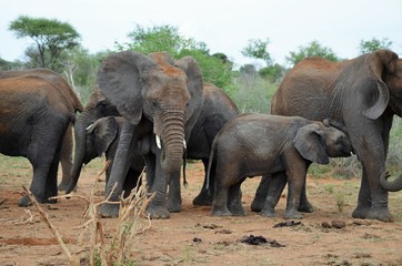 Fototapeta premium elefant