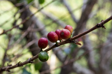 Costa Rica red and green coffee berries