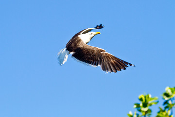 Seagull flying up at blue sky in Buzios Beach, Rio de Janeiro, Brazil