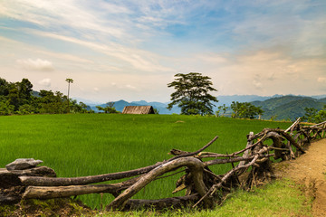 Fototapeta na wymiar Rice field surrounded by a wooden fence
