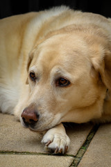 Labrador watching the birds