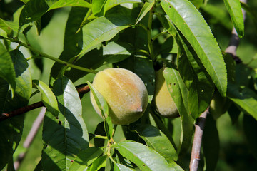 Green peach hanging on a small branch with leaves