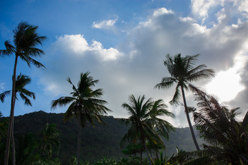 Fototapeta na wymiar Palm trees against the sky