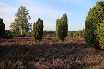 Lüneburger Heide