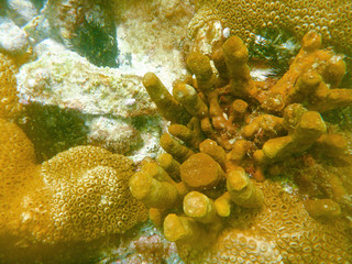 Underwater coral reef at close up view