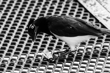 Bird eating garbage in wildlife on a rusty iron grid in black and white