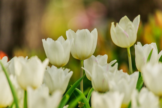 Beautiful  white tulips blooming in the garden