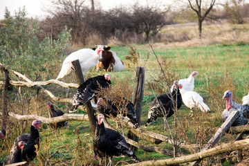turkeys graze near a wooden fence in the village