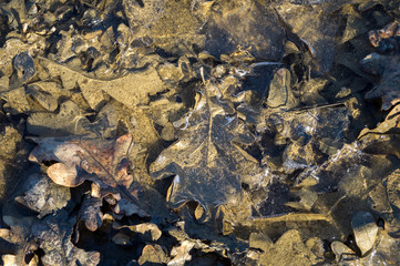 It leaves in the winter in the middle of the ice, icy leaves in the forest