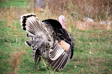 turkey graze close up in the village