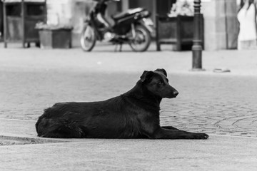 Lonely dog lying on the walkway at a busy street in Salta, Argentina