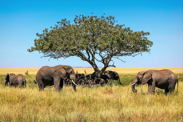 African elephants under the  tree in the savannah. Tanzania.