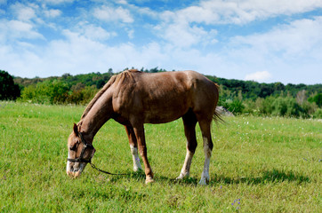 Naklejka na ściany i meble Brown horse feeding on a summer greenfield. Rustic scene background