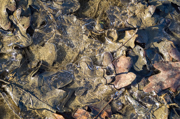 It leaves in the winter in the middle of the ice, icy leaves in the forest