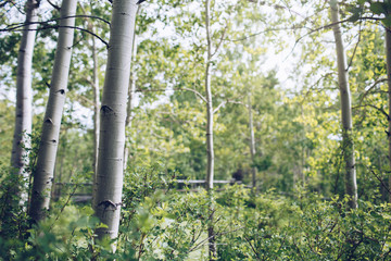 Fototapeta premium Looking through trees