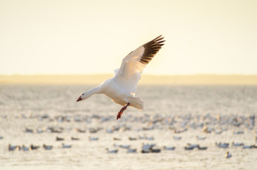 Landing