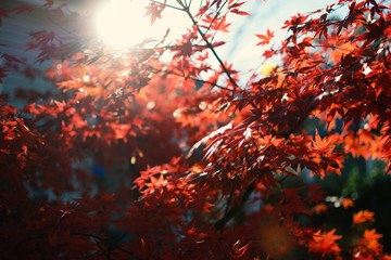 Autumn Reds