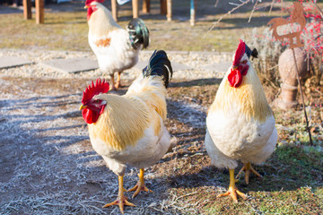 white cocks with red comb