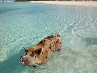 Swimming pigs, Exumas, pig island