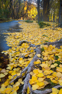 Ra&iacute;ces en oto&ntilde;o