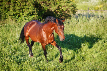 The bay horse running gallop on the field