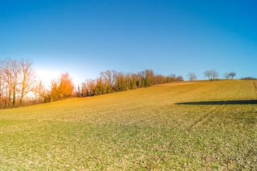 Fototapeta premium expanse of green grass with blue sky, countryside and farm