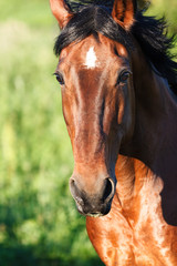 Portrait horse close-up on a background of grass - 132543354