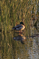 Bird mallard duck hiding in reeds at Los Angeles area lake 