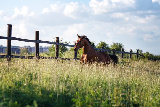The bay horse running gallop on the field