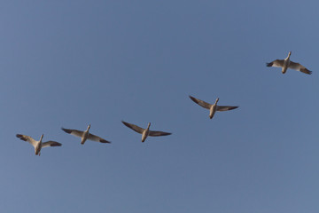 In Flight