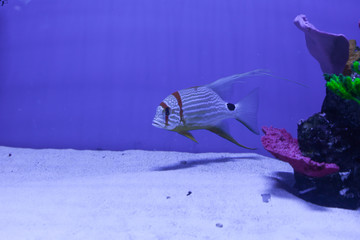 Snapper fish swimming. Symphorichthys spilurus