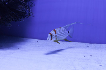 Snapper fish swimming in aquarium