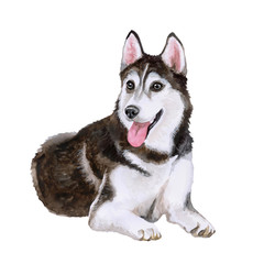 Watercolor portrait of Siberian Husky dog breed isolated on white background. Hand drawn sweet home pet. Bright colors, realistic look. Greeting card design. Clip art. Add your text. Black and white - 132544564