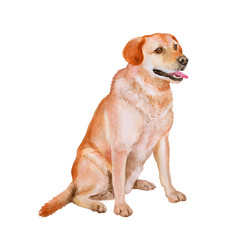 Watercolor portrait of red, white Labrador retriever breed gun dog, Lab isolated on white background. Hand drawn sweet pet. Bright colors, realistic look. Greeting card design. Clip art. Add your text - 132544570