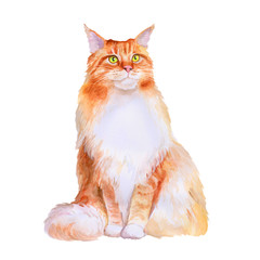 Watercolor portrait of red maine coon long hair cat isolated on white background. Hand drawn sweet home pet. Bright colors, realistic look. Emerald eyes. Greeting card design. Clip art. Add your text - 132544574