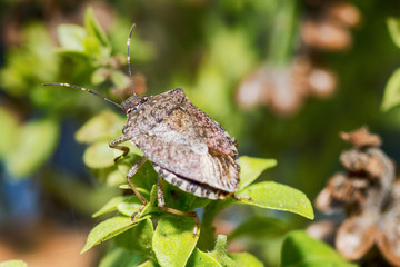 Stink bug 