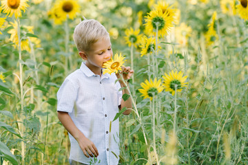 Happy blond boy in a shirt on sunflower field outdoors. Life style, summer time, real emotions