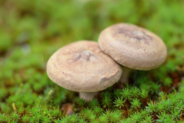 moss and two mushroom