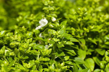 Fresh sweet basil plants at an organic vegetable garden