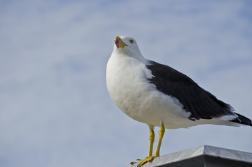 Pacific gull