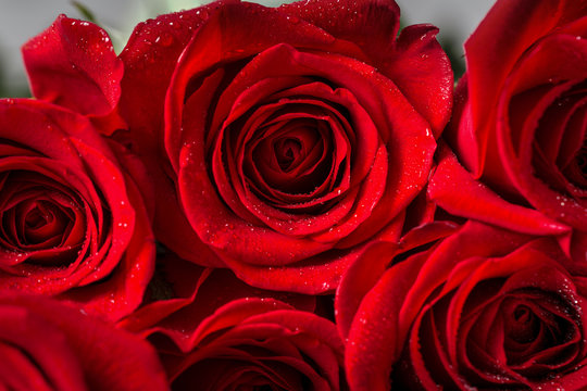 Red roses close-up .