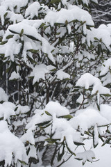 shrubs in snow
