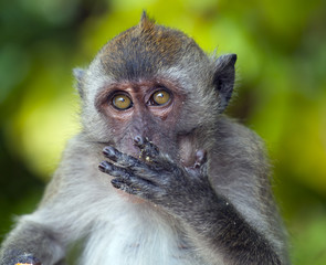 Crab-eating Macaque Macaca fasdicularis on beach Southern Thailand