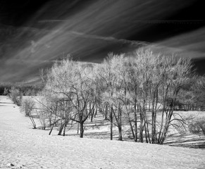 Alley in the park  - shot in the far infrared region of the spectrum (830 nm)
