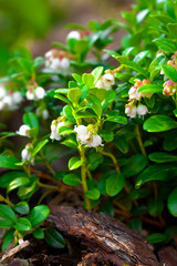 Cowberry flowering. Plant flowers close up