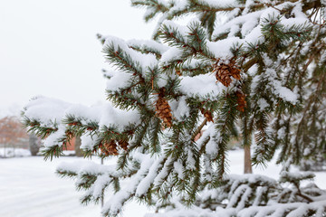 Frozen pine branches in the snow