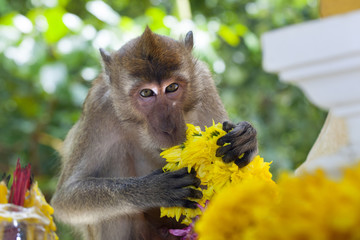 Crab-eating Macaque Macaca fasdicularis eating flowers at Buddhist temple                  